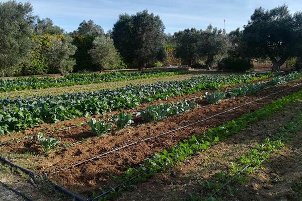 L'orto Giardino
